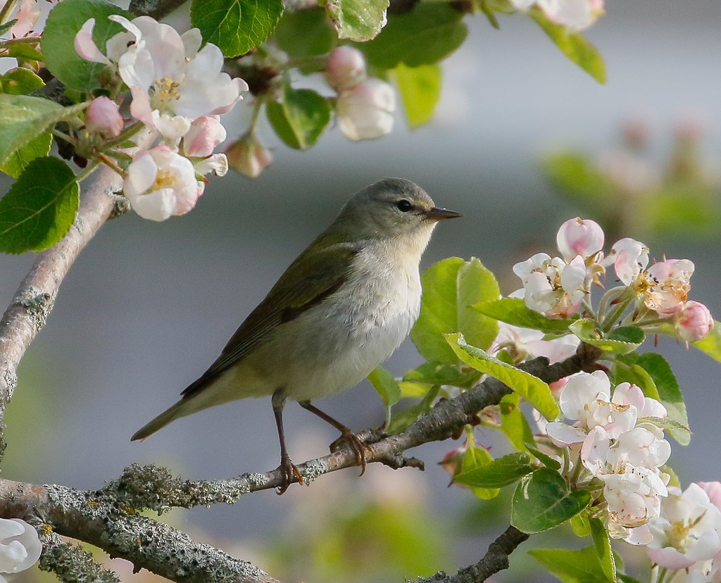 Tennessee Warbler - Scott Surner