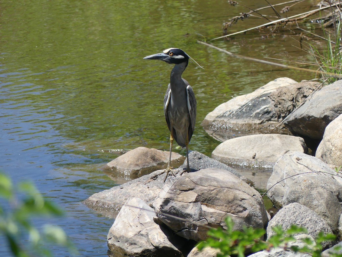 Yellow-crowned Night Heron - Andrew  Hutchison