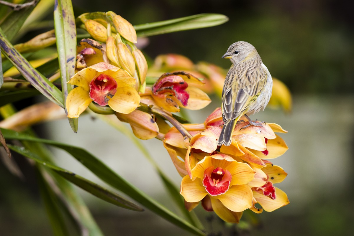 ml103413821-saffron-finch-macaulay-library