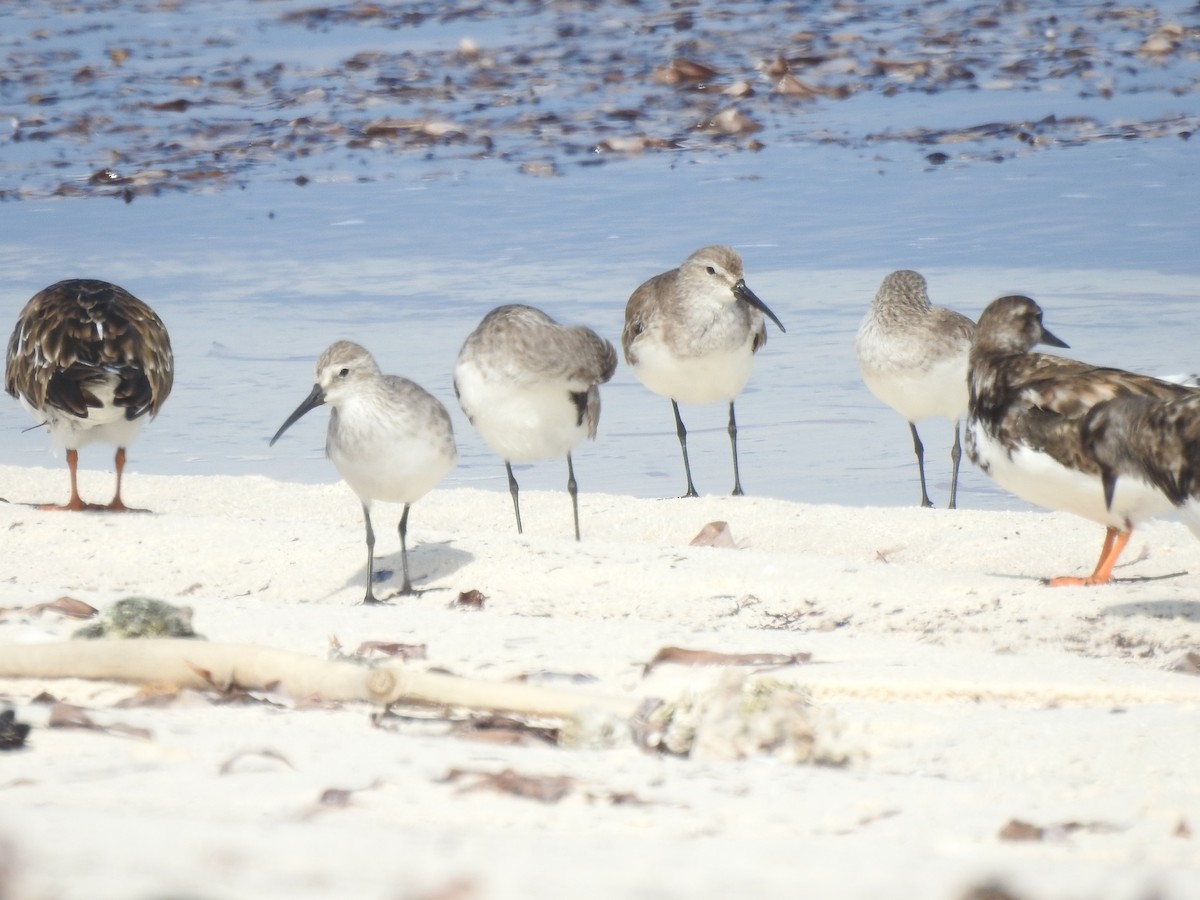 彎嘴濱鷸 - ML103413901