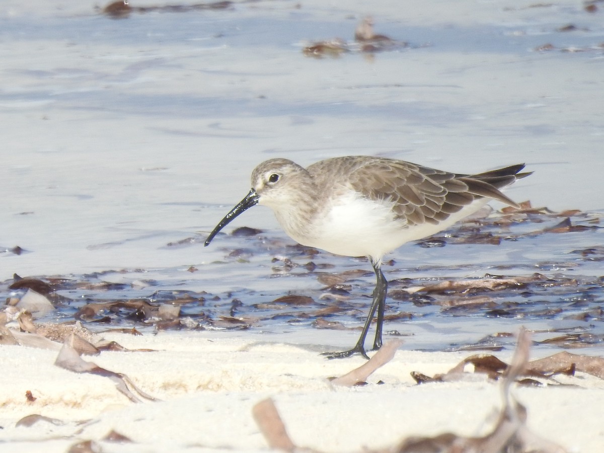 彎嘴濱鷸 - ML103413911