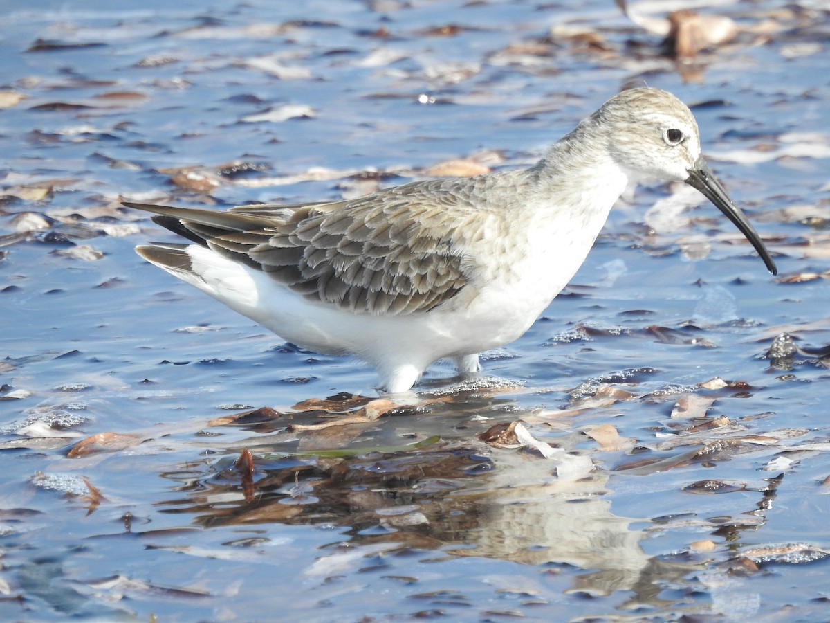 tundrasnipe - ML103413921