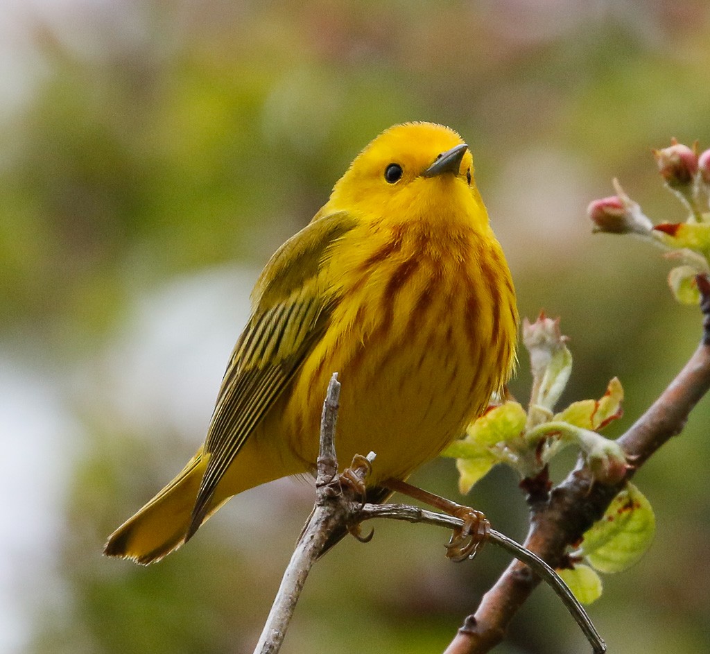 Yellow Warbler - Scott Surner