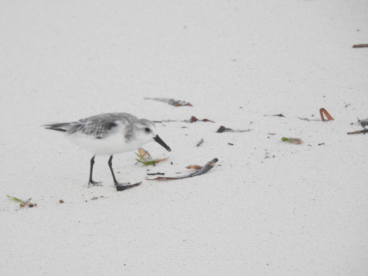 Sanderling - Tammy Knuth