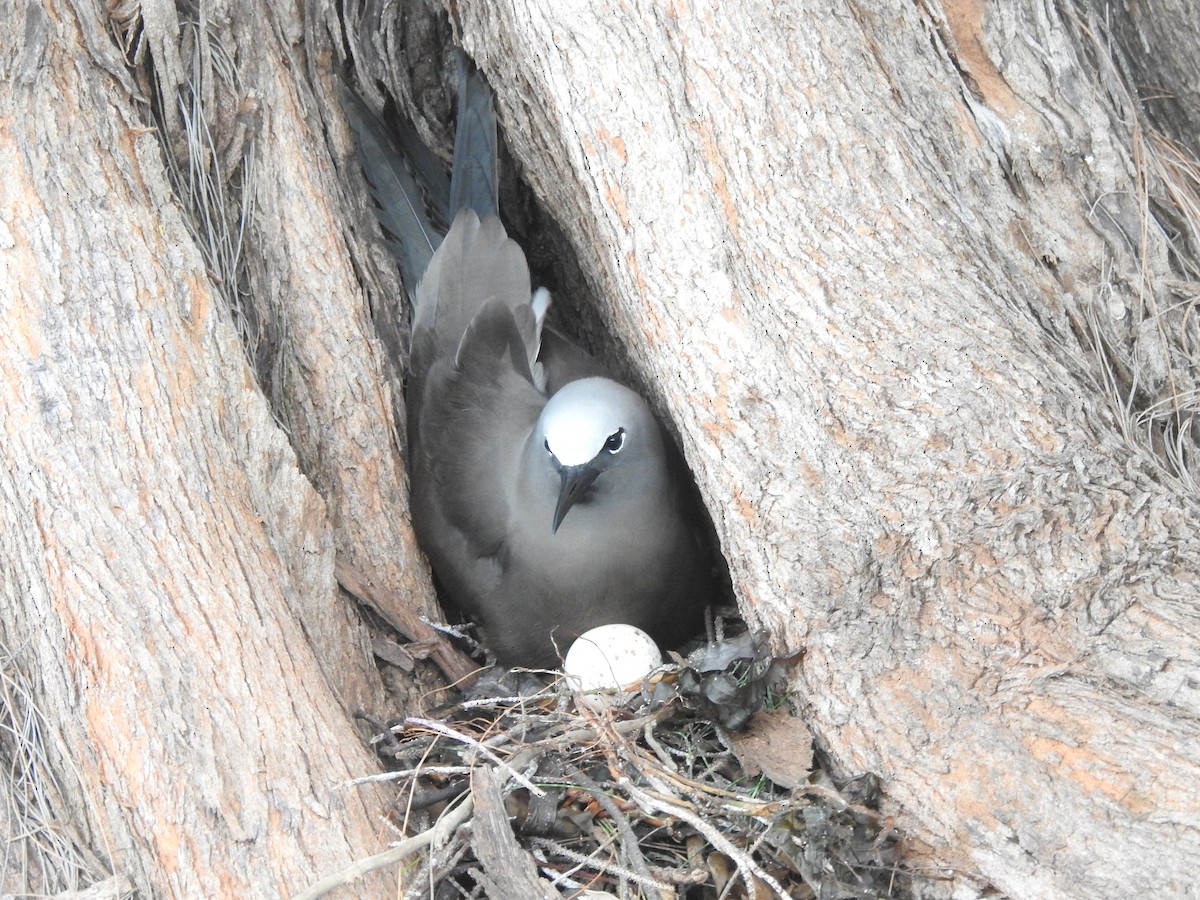 Brown Noddy - ML103414121