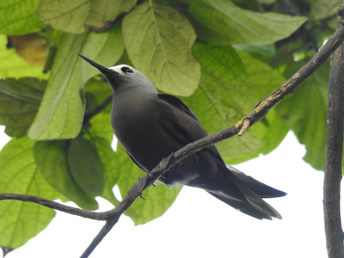 Lesser Noddy - ML103414221