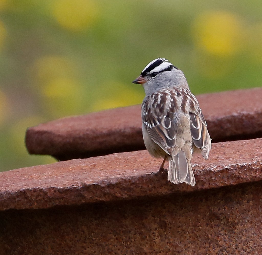 White-crowned Sparrow - Scott Surner