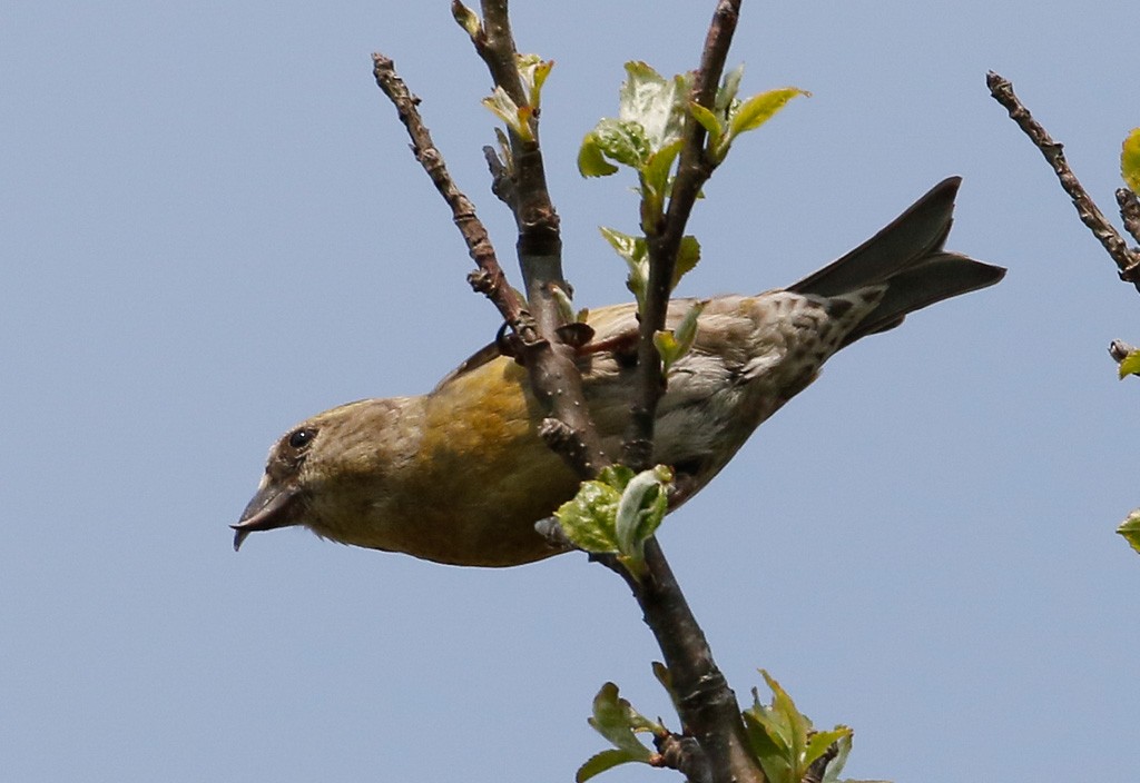 Red Crossbill - Scott Surner