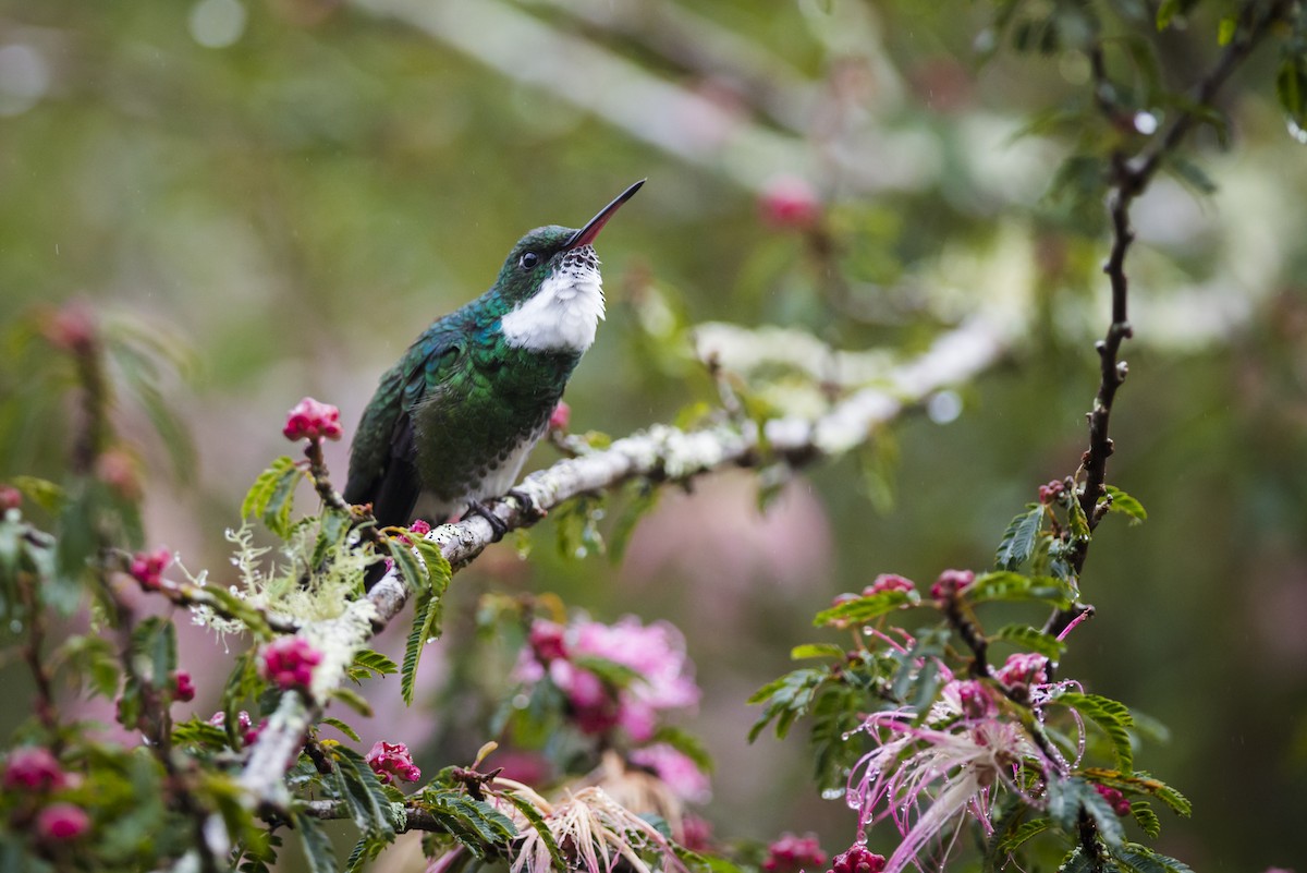 White-throated Hummingbird - Claudia Brasileiro