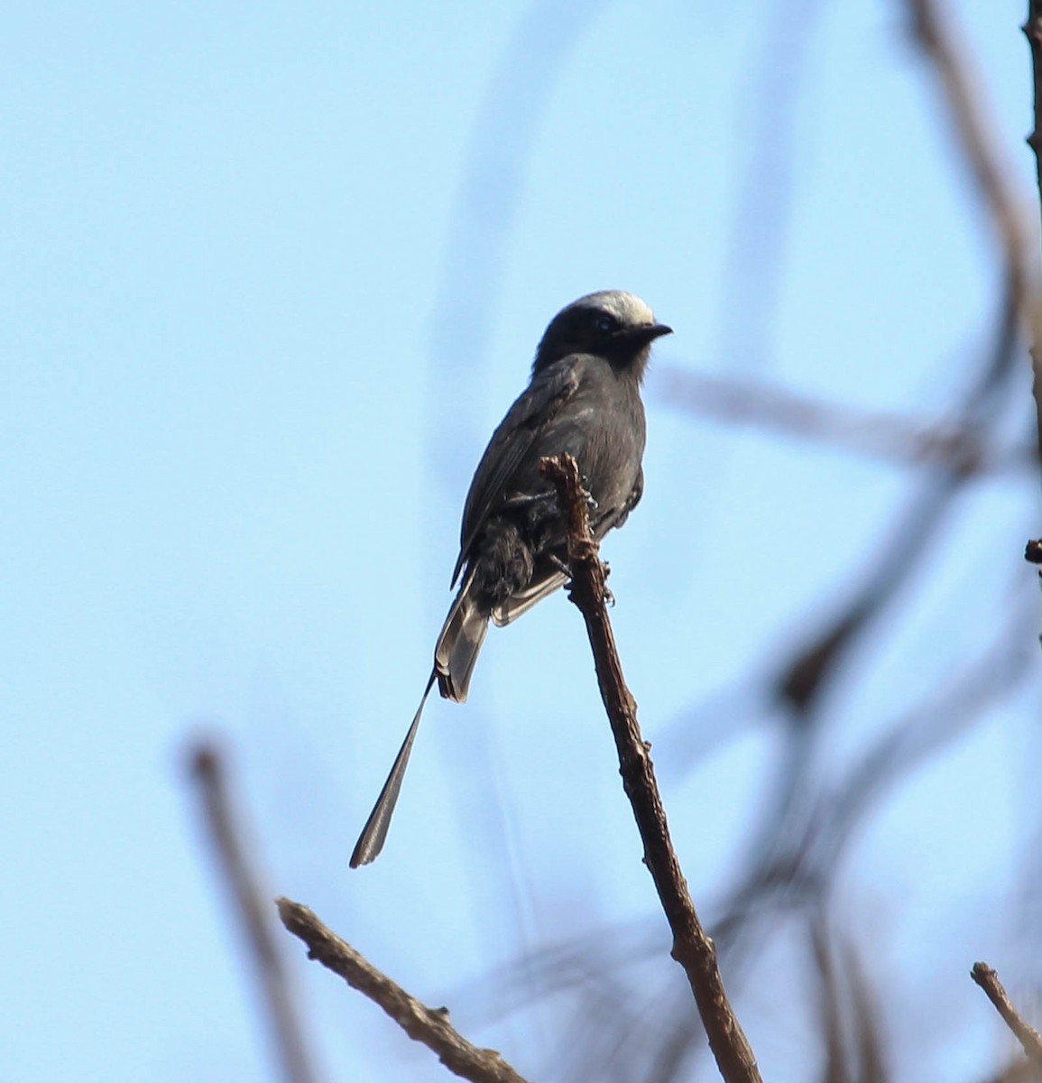 Long-tailed Tyrant - ML103414791