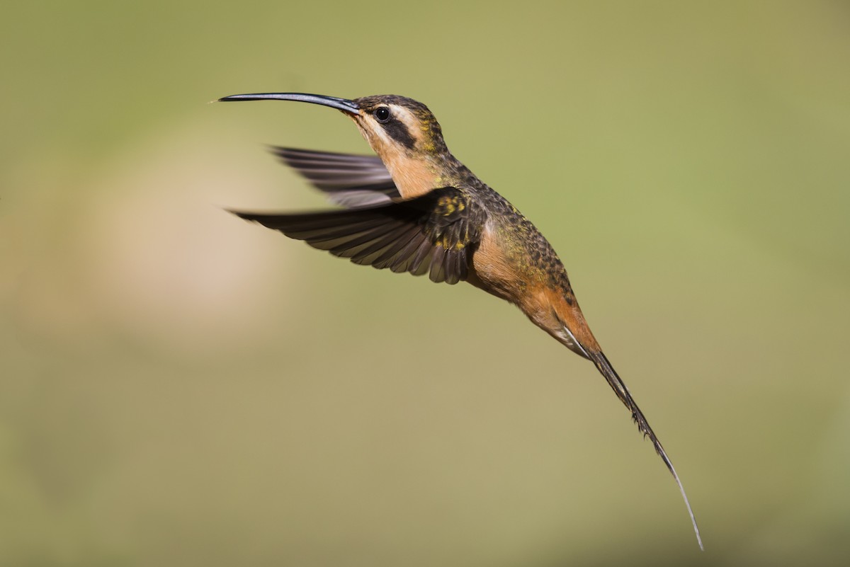 Planalto Hermit - Claudia Brasileiro