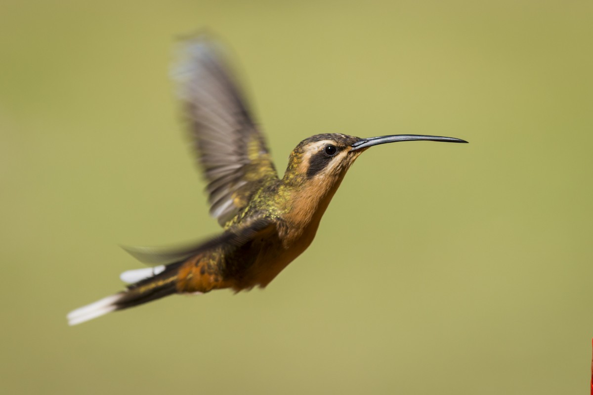 Planalto Hermit - Claudia Brasileiro