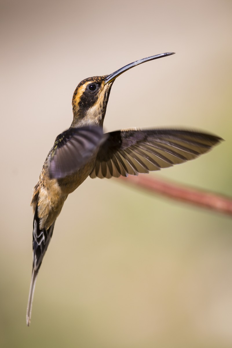 Scale-throated Hermit - ML103415211