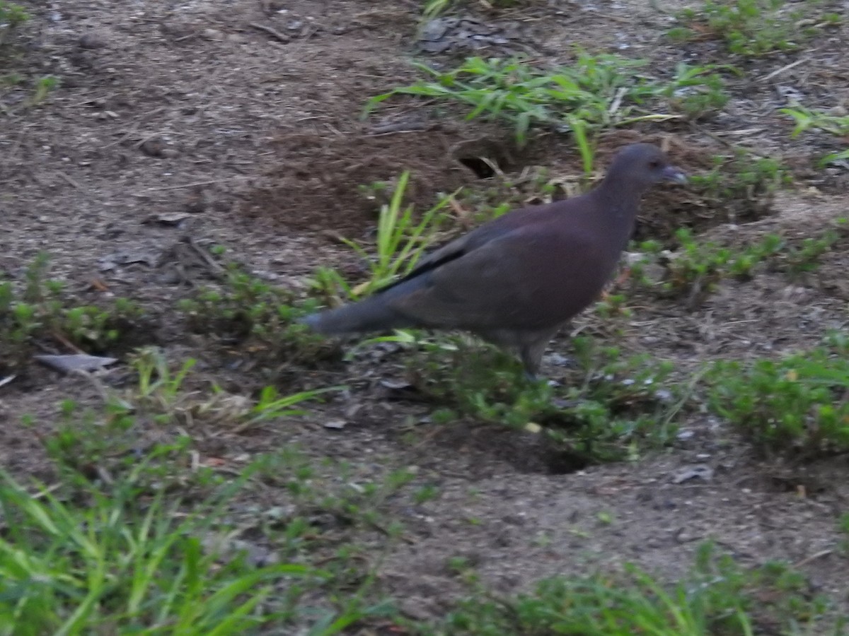 Malagasy Turtle-Dove - ML103415571