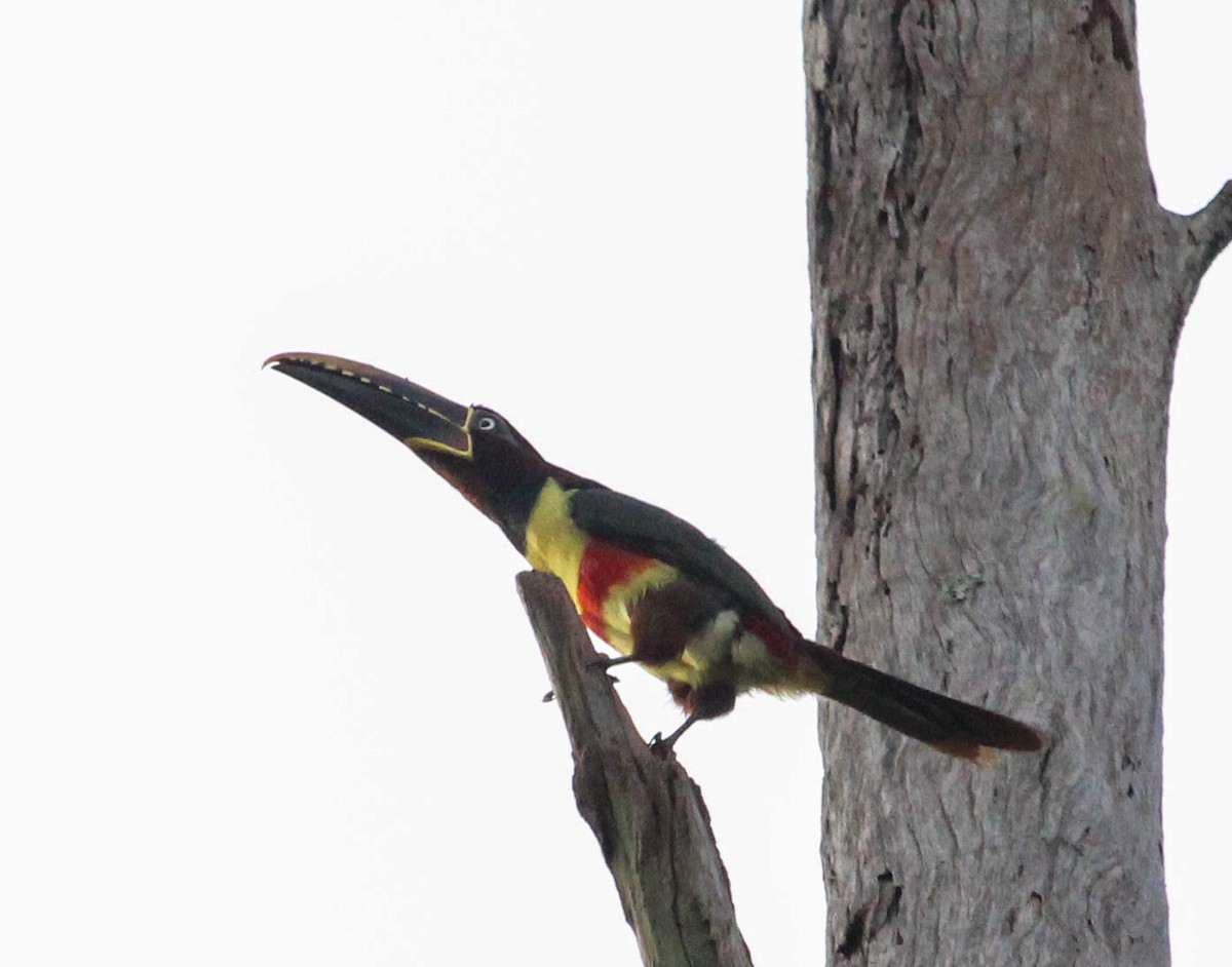 Chestnut-eared Aracari - ML103415781