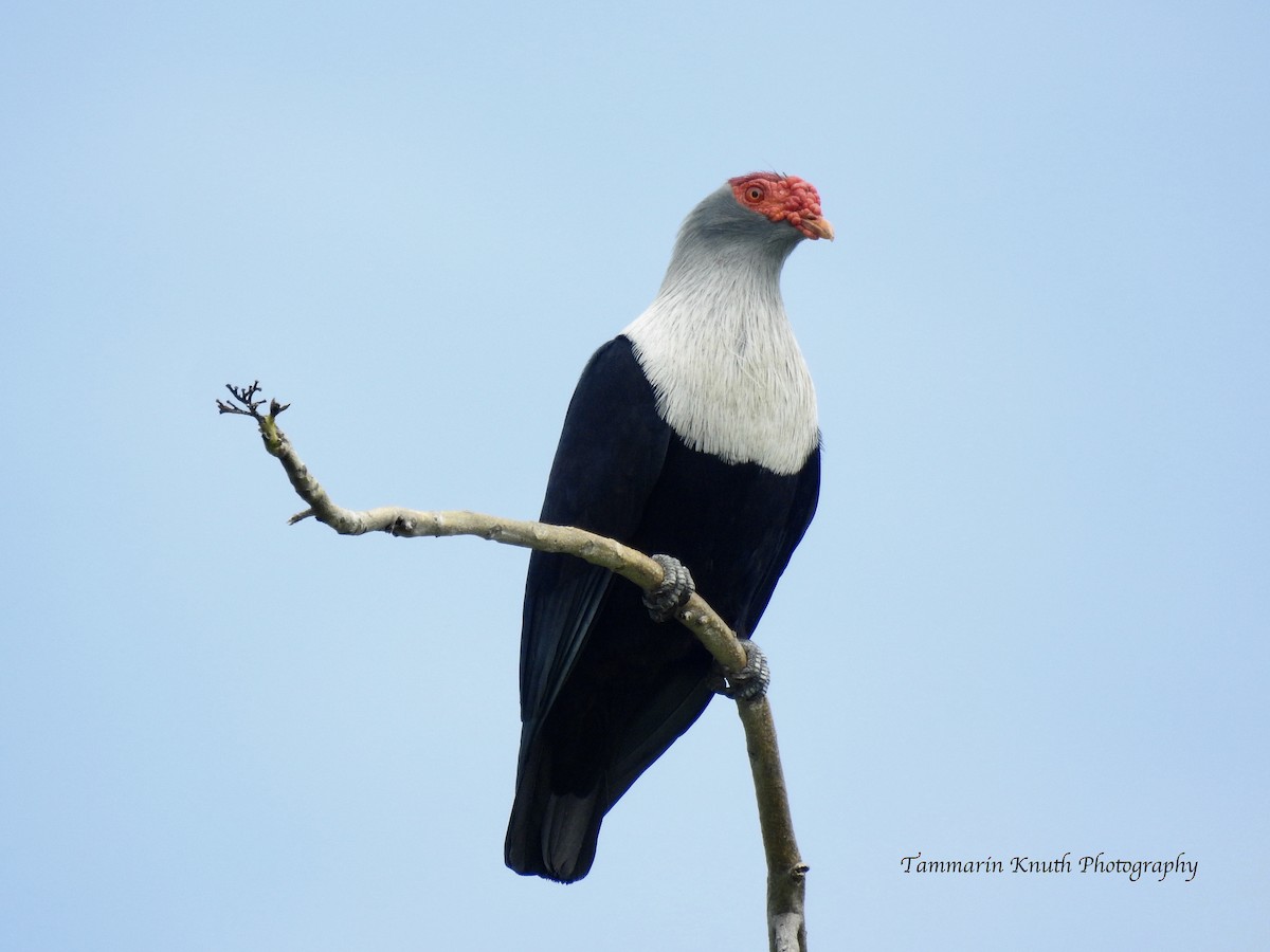 Seychelles Blue-Pigeon - ML103415791