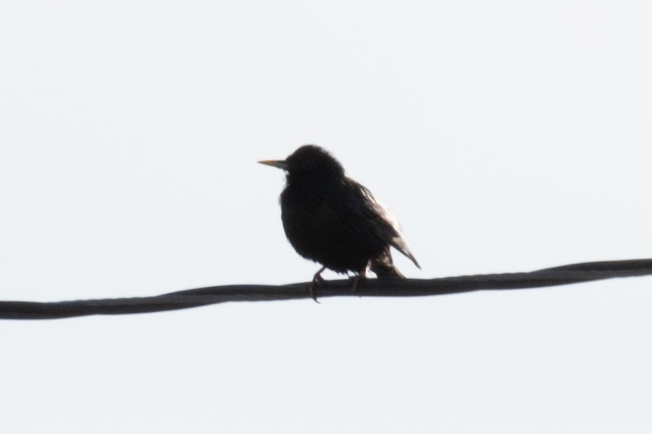 European Starling - Jeremy Cushman