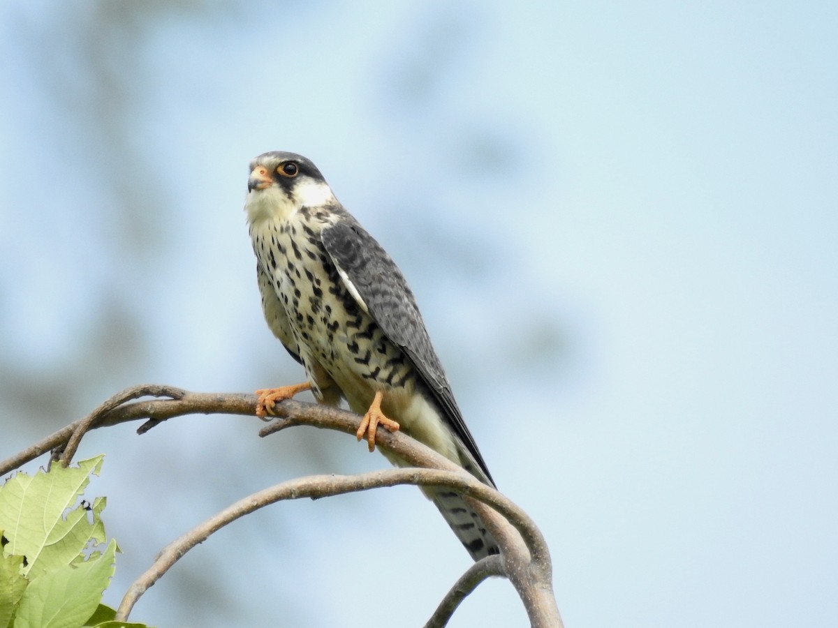 Amur Falcon - ML103416411