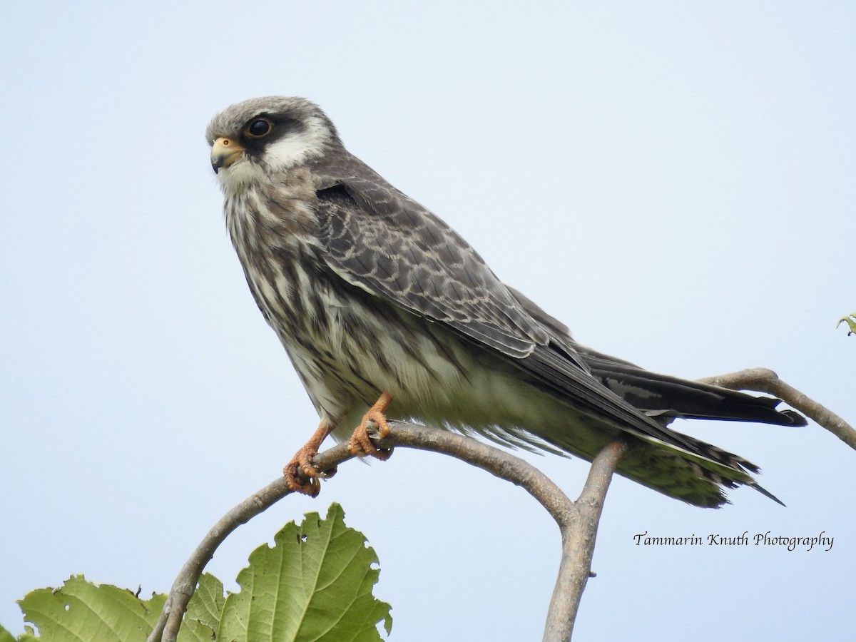 Amur Falcon - ML103416441