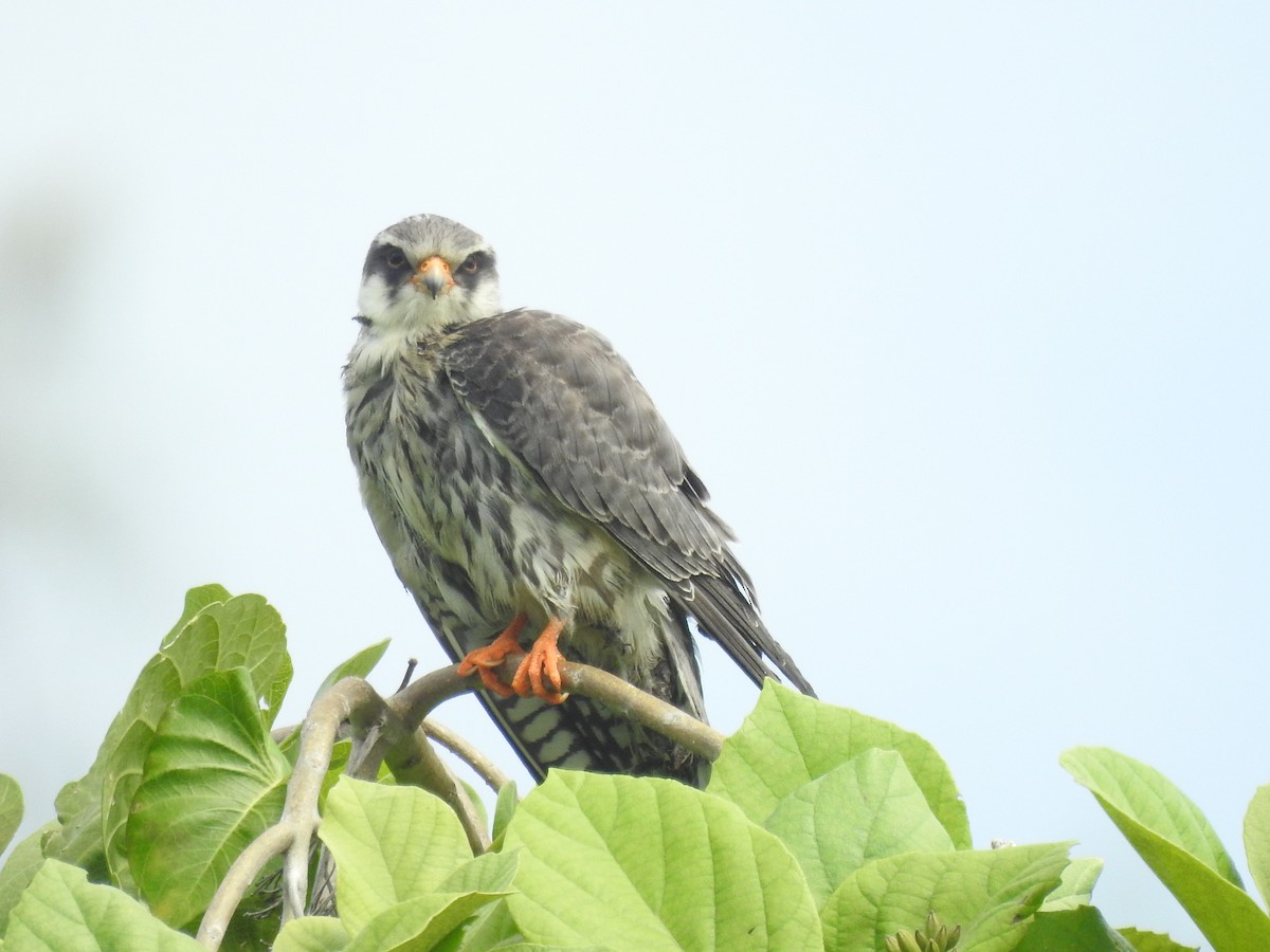 Amur Falcon - ML103416501