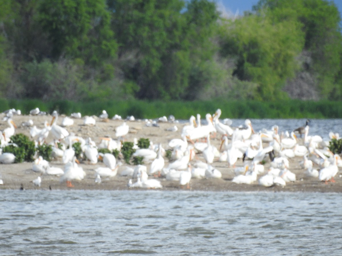 American White Pelican - ML103418761