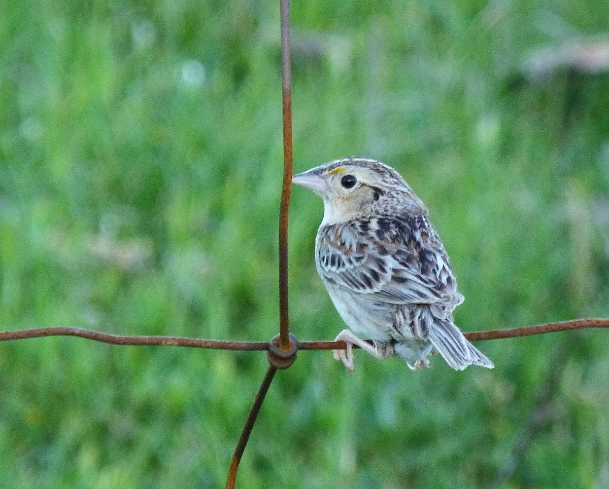 Багновець прерієвий - ML103420801