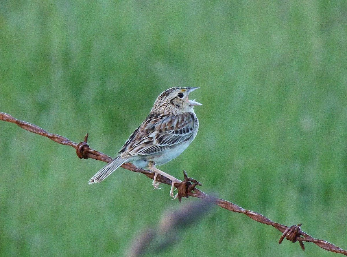 Багновець прерієвий - ML103420811