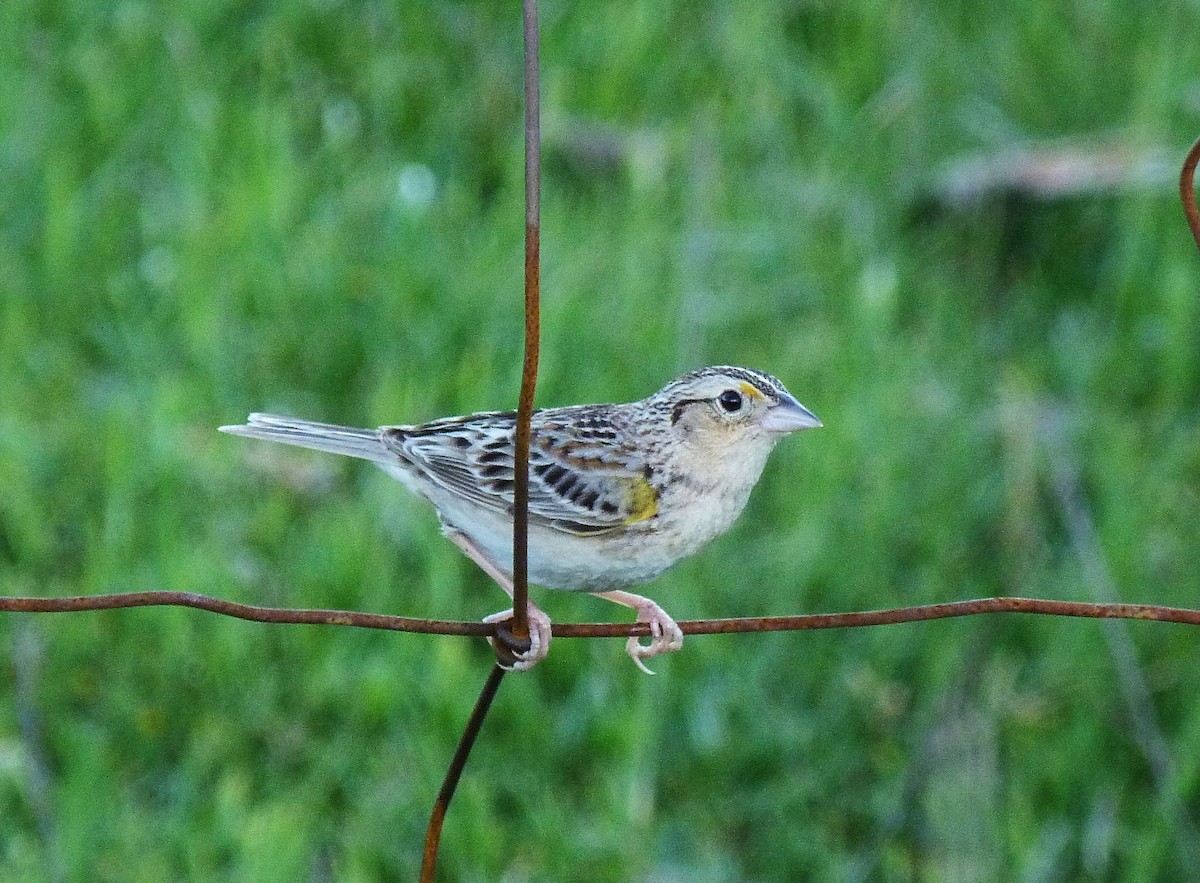 Багновець прерієвий - ML103420821