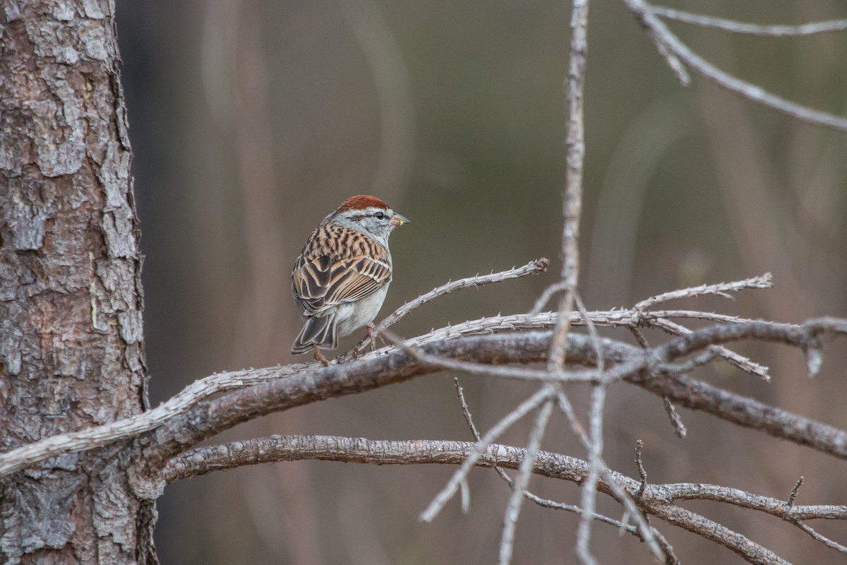 Chipping Sparrow - ML103421021