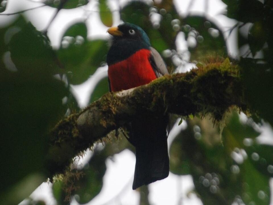 Blue-tailed Trogon - David Weaver