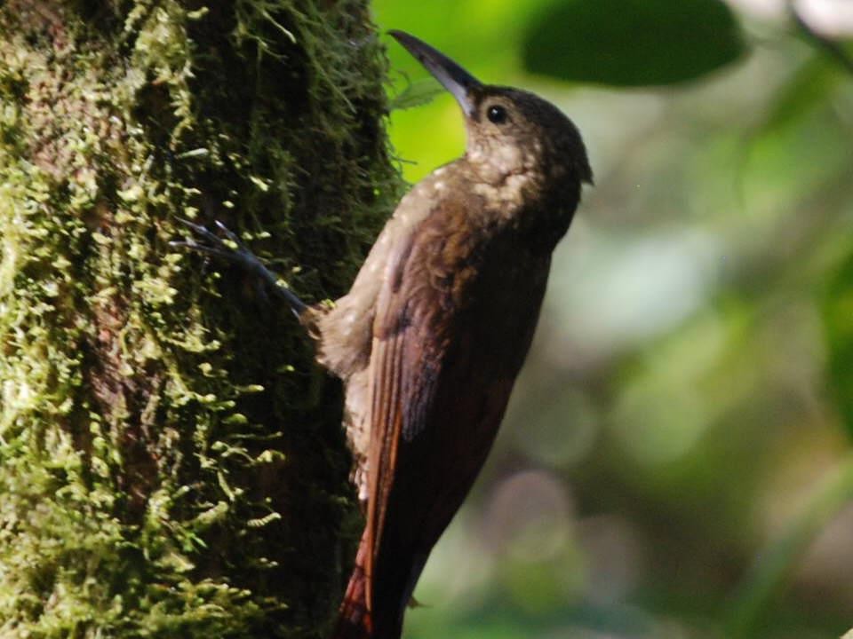 Spotted Woodcreeper - David Weaver