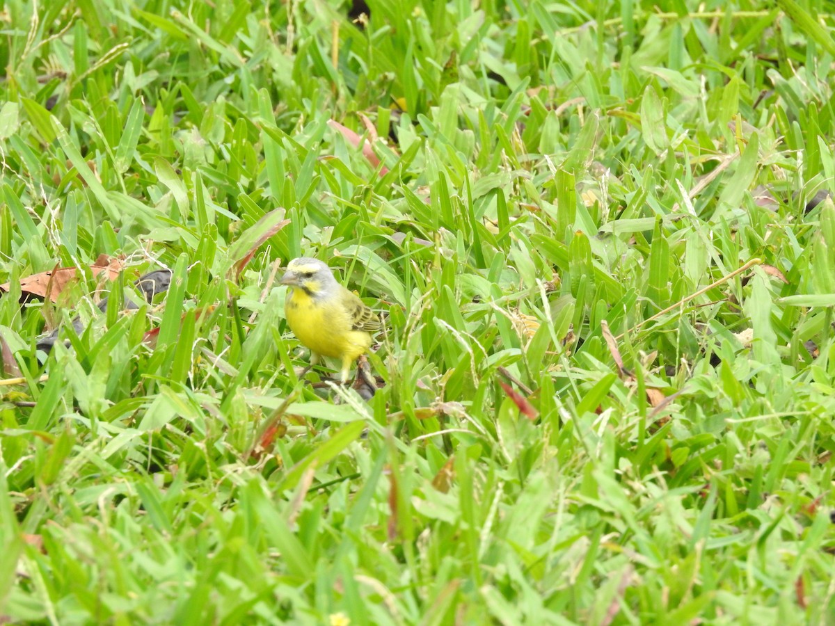 Yellow-fronted Canary - Tim Burr