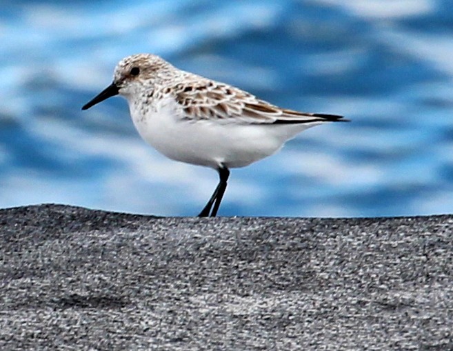 Sanderling - sam hough