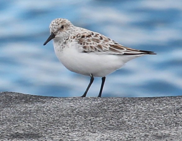 Bécasseau sanderling - ML103425131