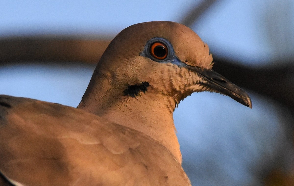 White-winged Dove - ML103425431