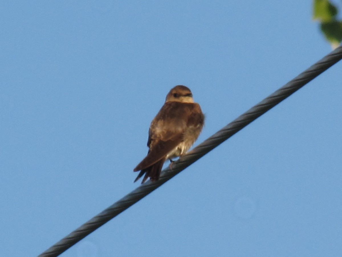 Northern Rough-winged Swallow - ML103425491