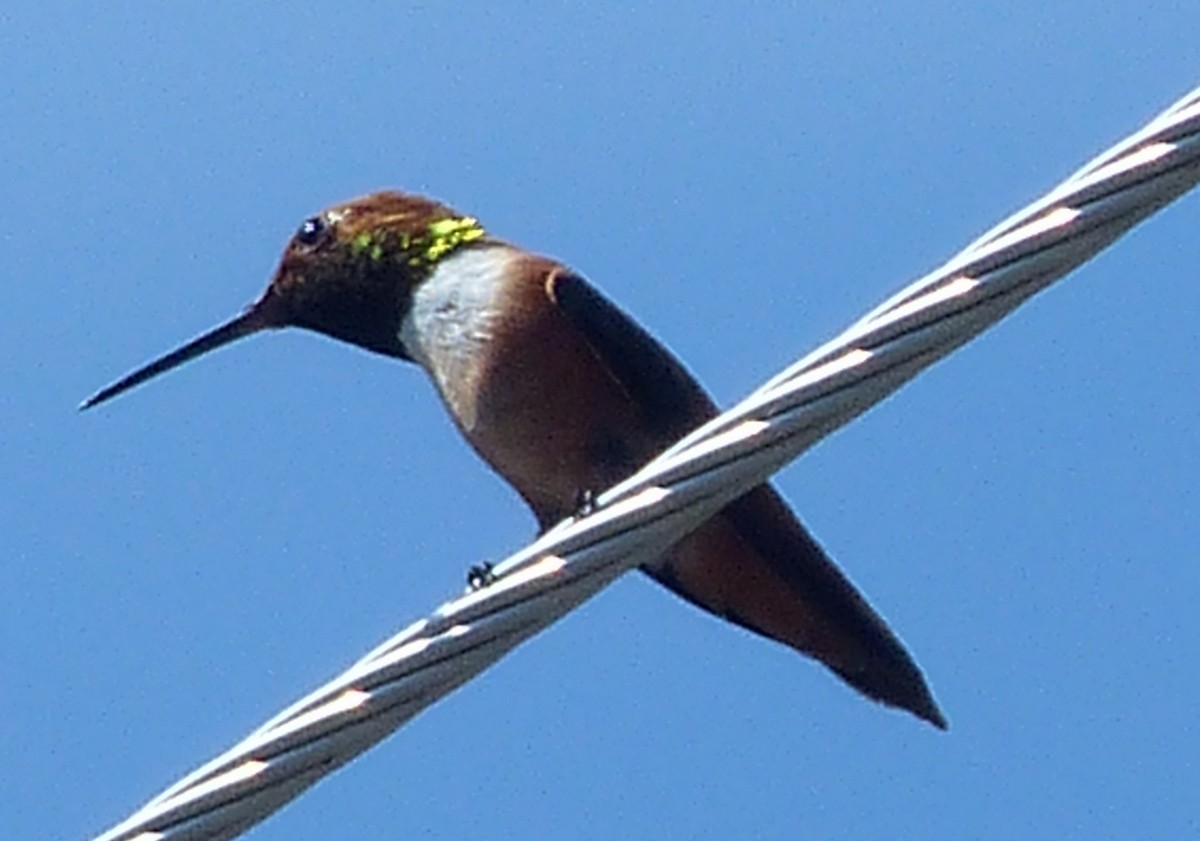 Rufous Hummingbird - Andy Frank