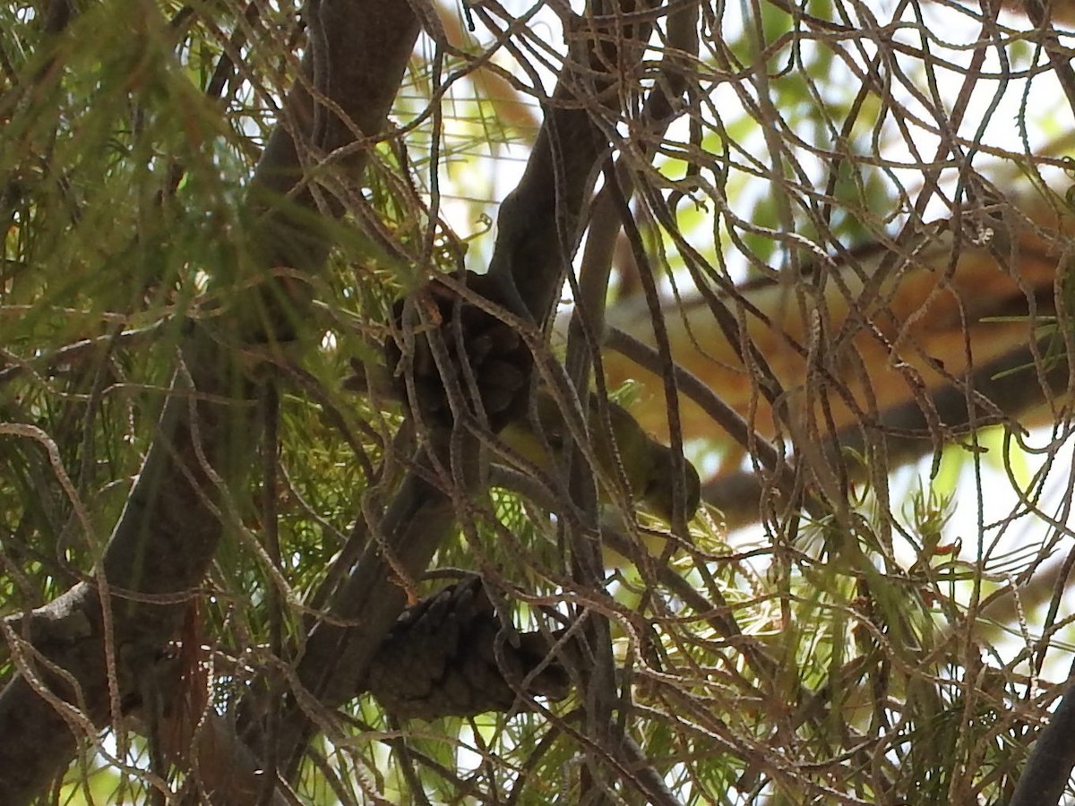 new world warbler sp. - ML103426731