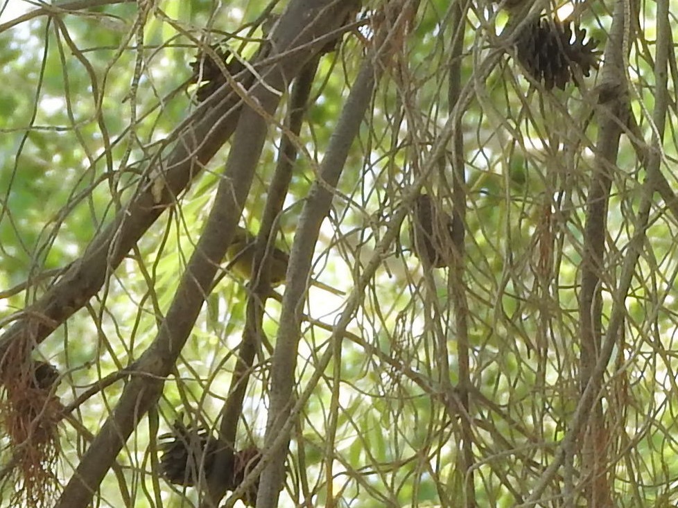 new world warbler sp. - ML103426781