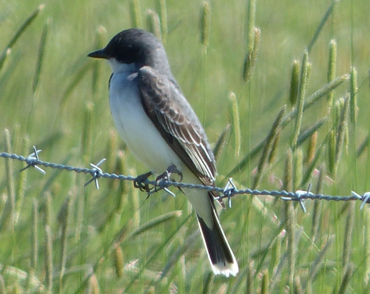 Eastern Kingbird - ML103427231
