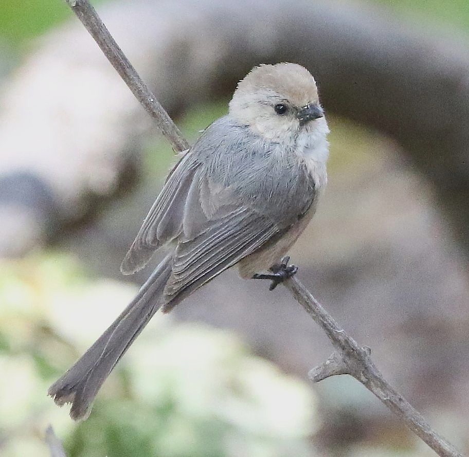 Bushtit - ML103427961