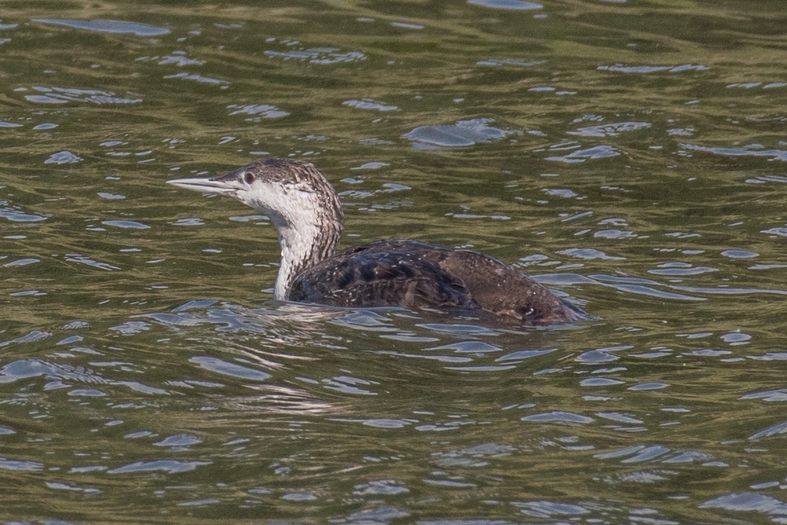 Red-throated Loon - ML103428471