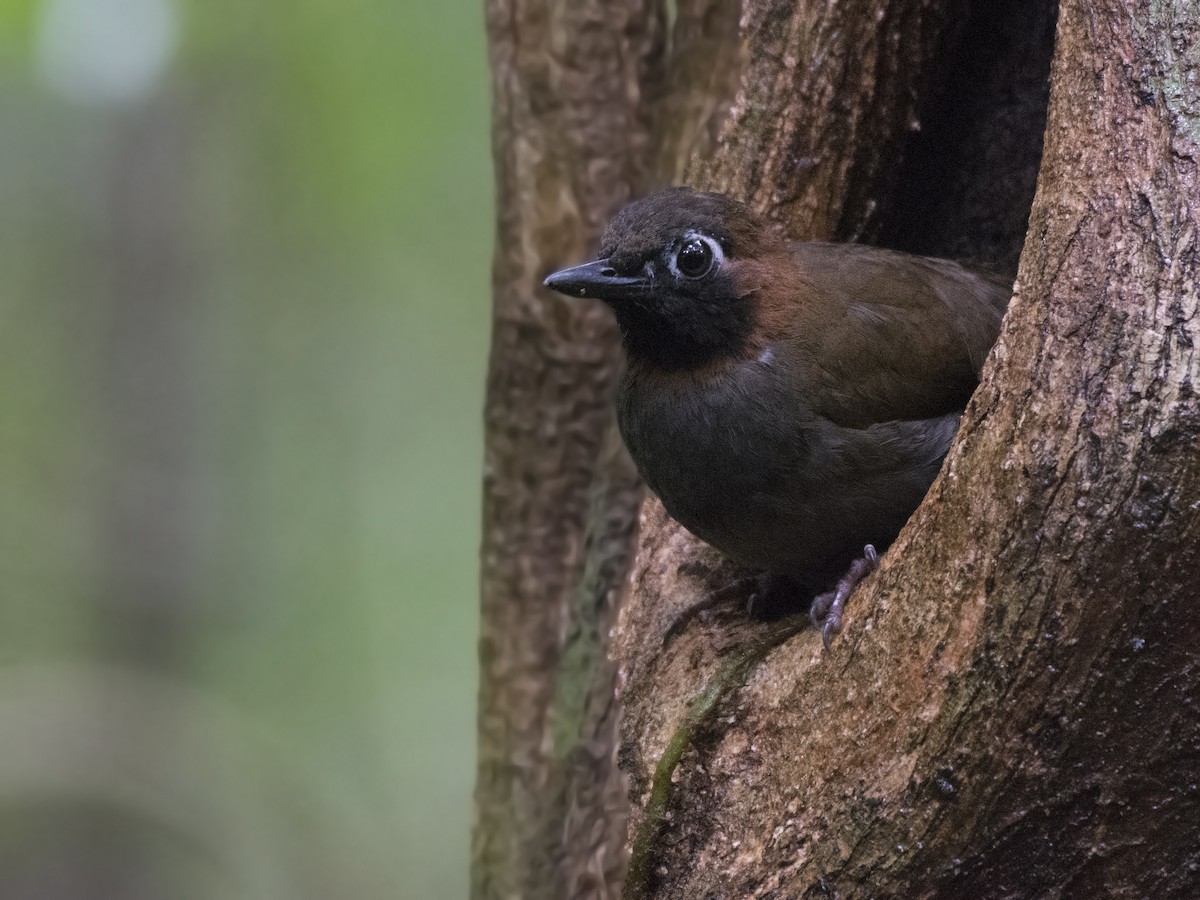 Mayan Antthrush - ML103428601