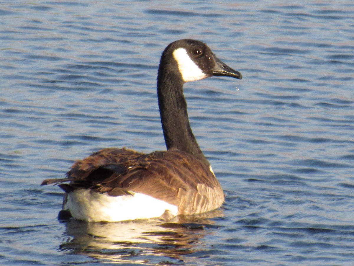 Canada Goose - Ed Dunn