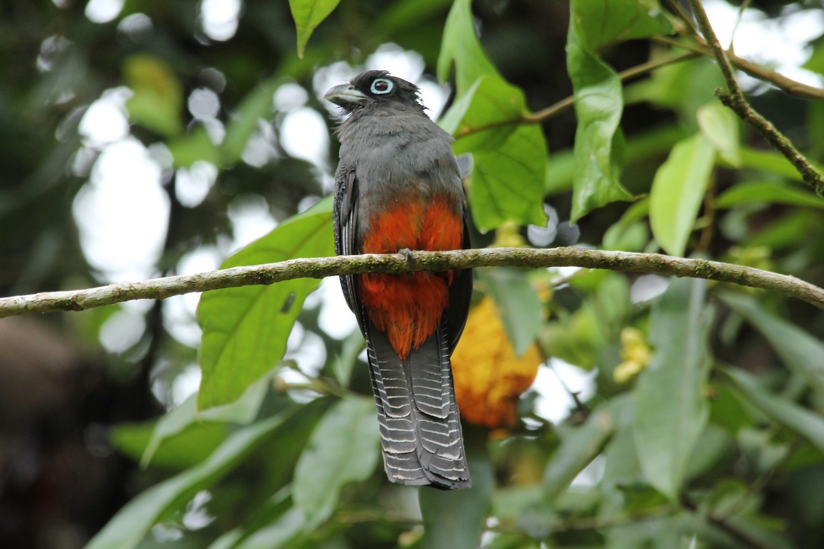 Trogon de Baird - ML103429591