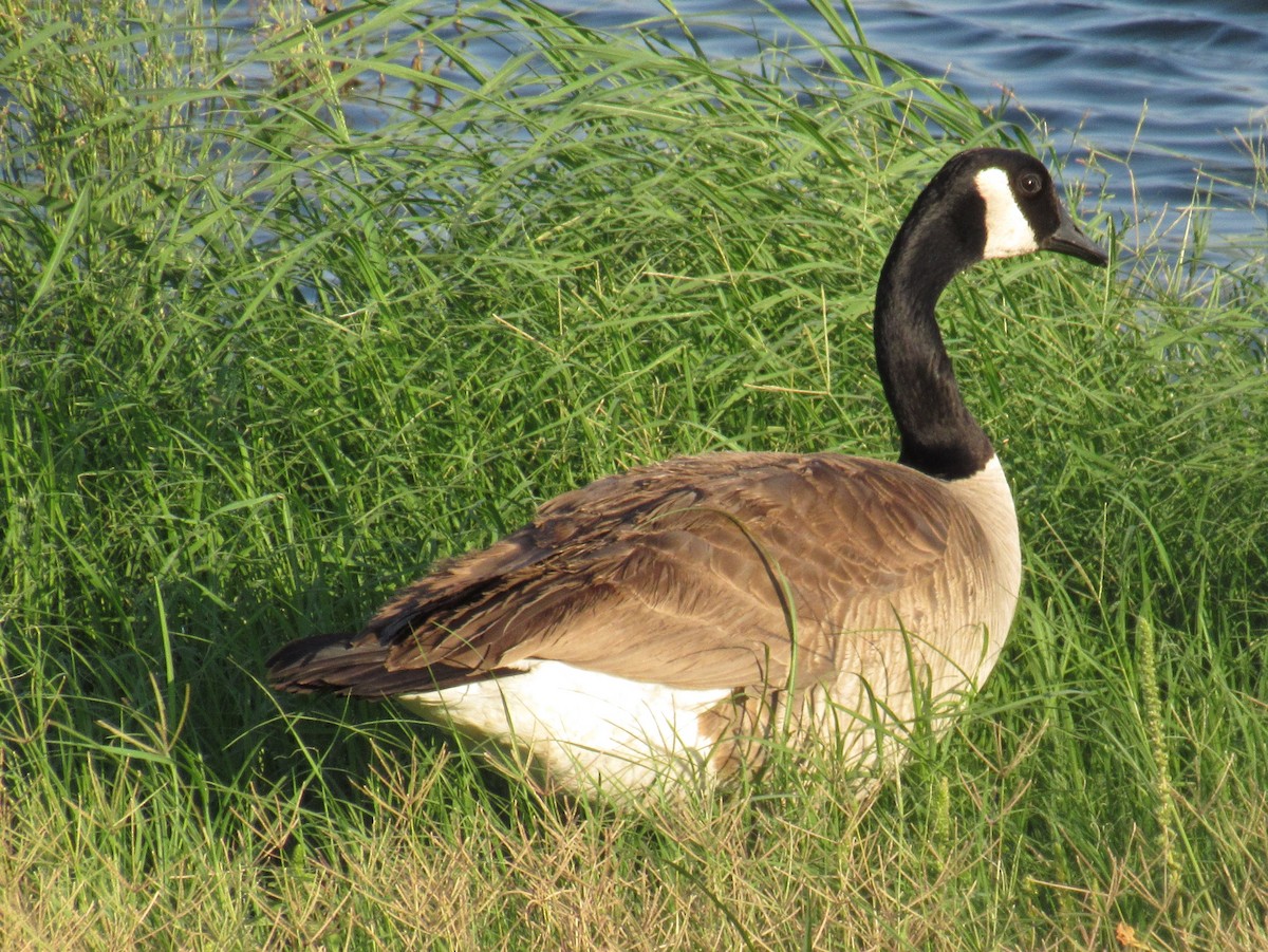 Canada Goose - Ed Dunn