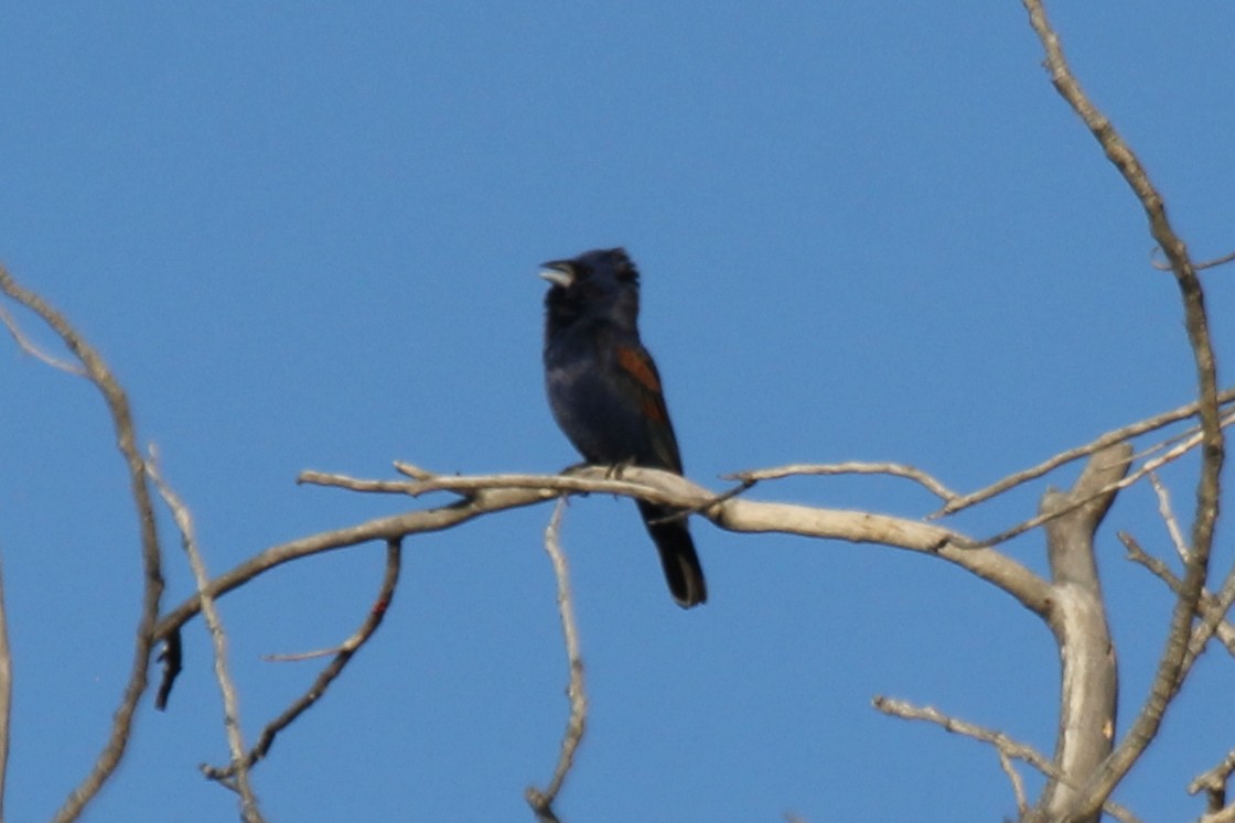 Blue Grosbeak - ML103430601