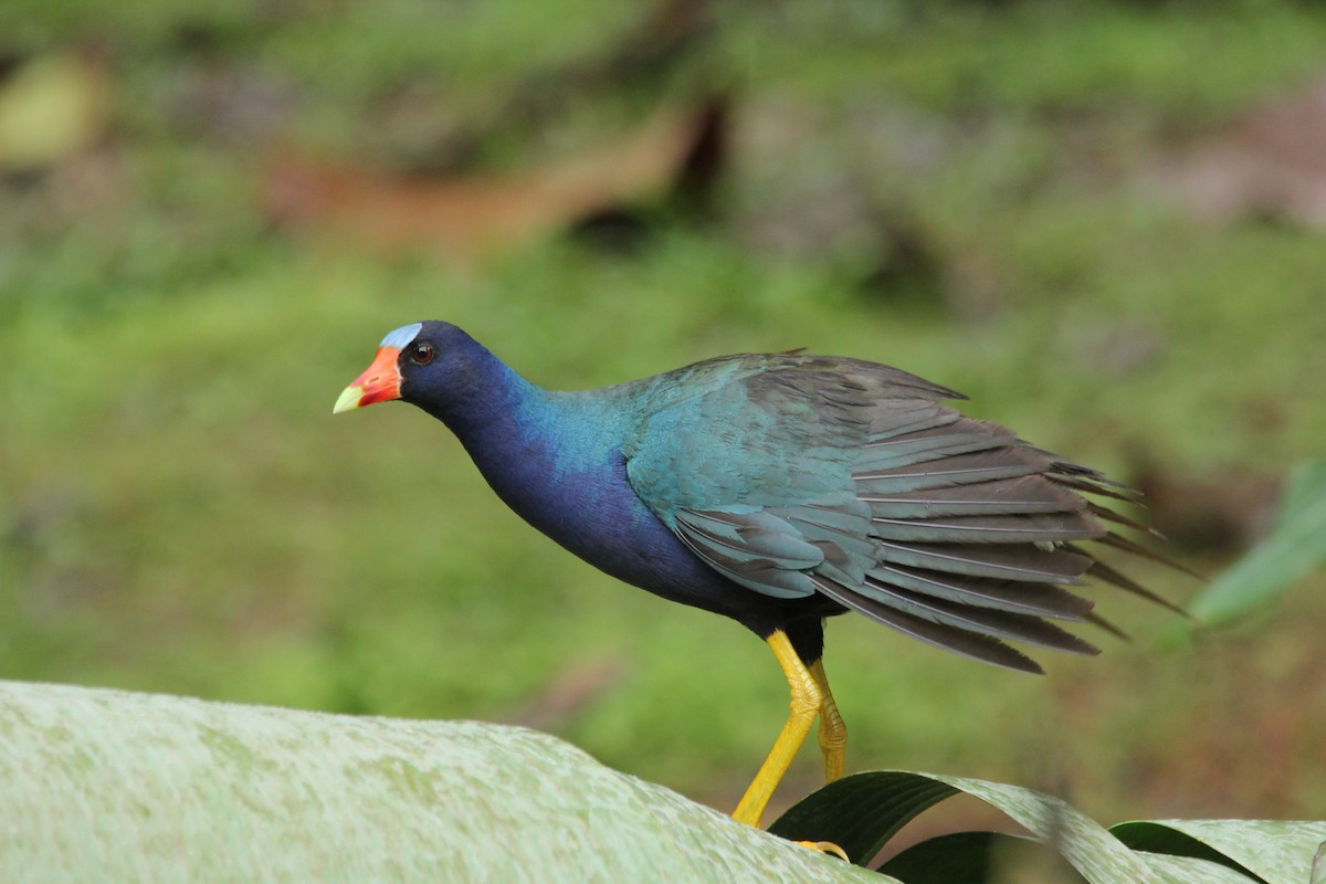 Purple Gallinule - kenneth reyes