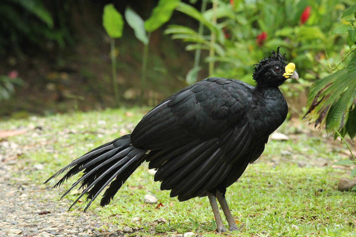 Great Curassow - kenneth reyes