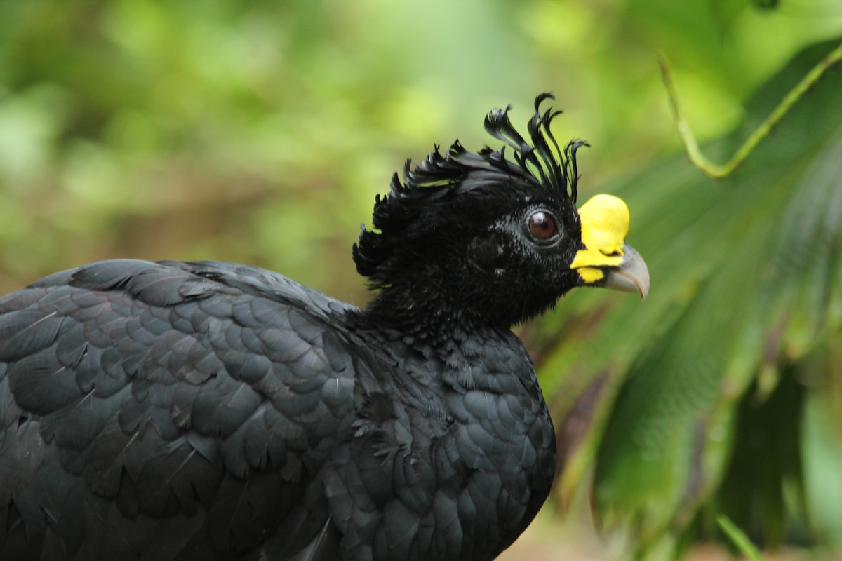 Great Curassow - kenneth reyes